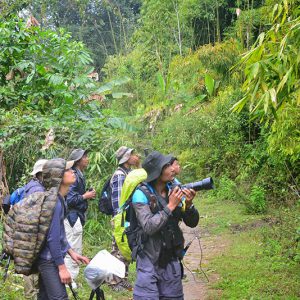 birdwatching in northern myanmar