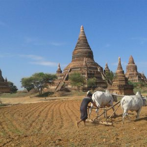 cultivation in bagan