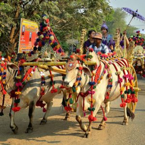 ox cart in myanmar