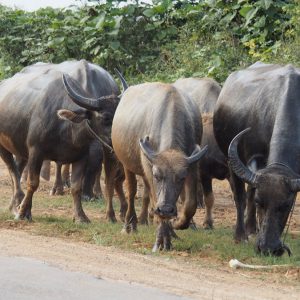 buffalo grazing