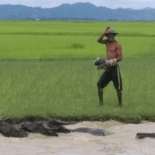 Local farmers
