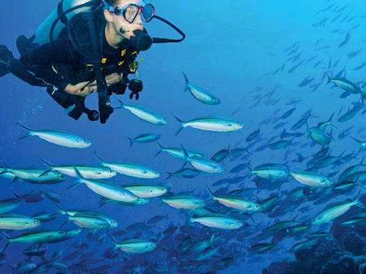 Wa-Ale-activities-diving-01