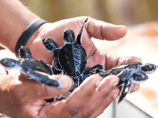 Wa-Ale-conservation-turtle-02