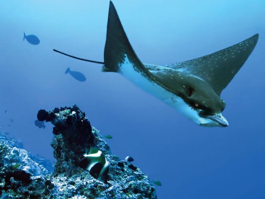 Wa-Ale-fauna-eagle-ray-01