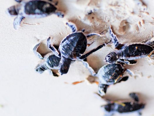 Wa-Ale-fauna-turtle-green-01