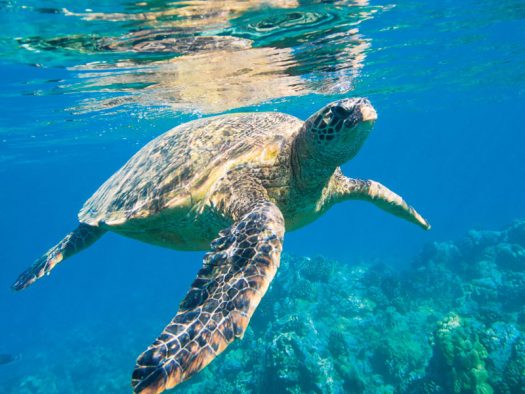Wa-Ale-fauna-turtle-green-02
