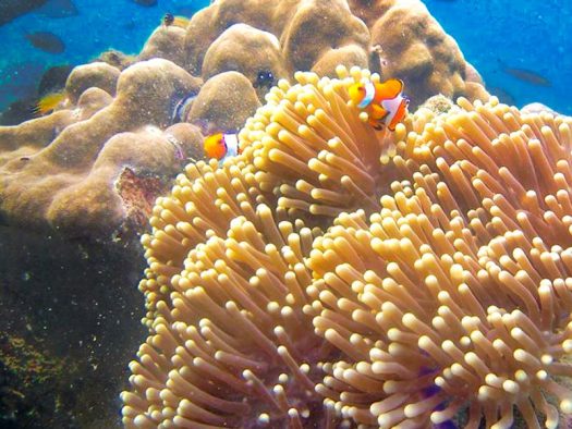 Wa-Ale-snorkeling