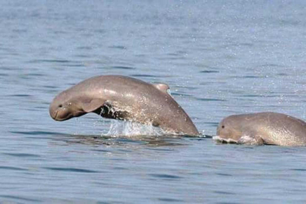 Ayeyarwaddy Dolphin