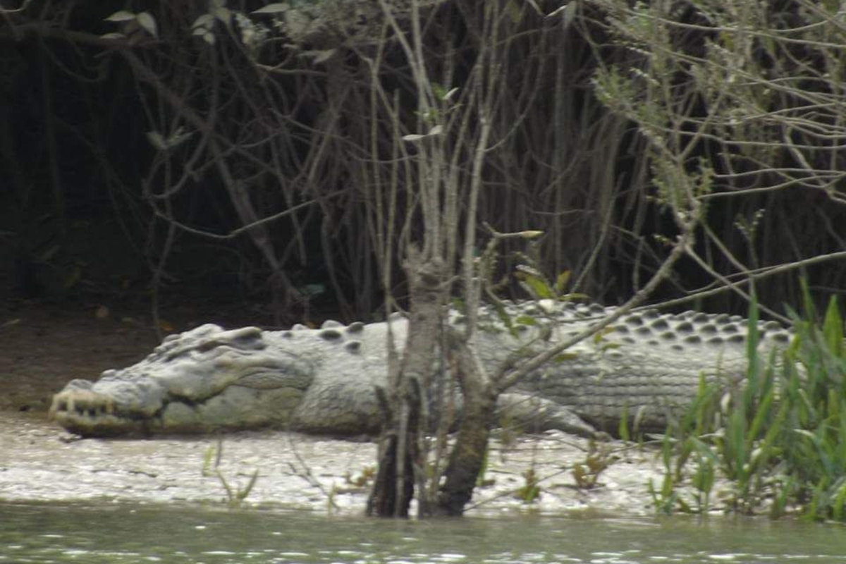 Wildlife of Myanmar, Crocodiles at Mainmahla Kyun